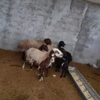 چهارتا میش پنج تا بره|حیوانات مزرعه|فلاورجان, |دیوار