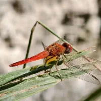 vivo x200pro گوشی دوربین محور|موبایل|چابهار, |دیوار