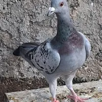 کفتر نر سبز و یک عدد ماده|پرنده|گناباد, |دیوار