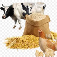 خرید نهاده دامی ذرت،گندم،جو،تخم کتان،سیاهدانه