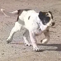 دو عدد توله قدر جونی به شرط هردو تر هستن