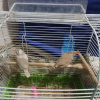 فنج با قفس و لوازم