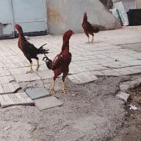 خروس لاری