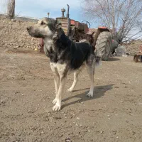 سگ گله|سگ|مانه, |دیوار