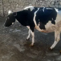 گاو گوساله آبستن|حیوانات مزرعه|گتوند, |دیوار