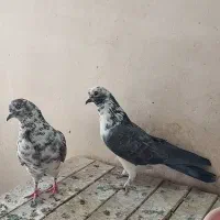نر و ماده پرشی|پرنده|قم, آزادگان|دیوار