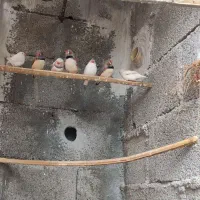 فروش پرنده فنچ