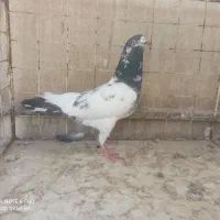 کبوترکله دم سبز سیاه چشم سفید