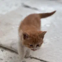 واگذاری رایگان