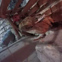 حراج خروس لاری و مرغ|حراج|زابل, |دیوار