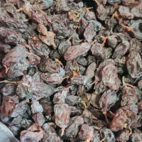 مویز آفتاب خشک