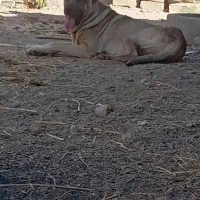 واگذاری سگ سرابی