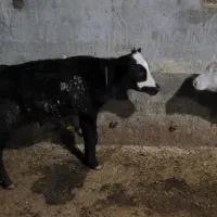 شش تا گوساله نر سیمتال|حیوانات مزرعه|لاجان, |دیوار