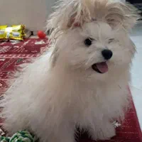 سگ نر