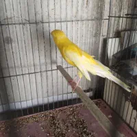 قناری نر|پرنده|ساوه, |دیوار