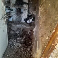 معاوضه‌کبوتر‌بادستکش‌بوکس