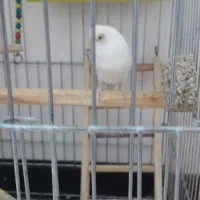 مرغ فشی مریض