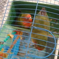 طوطی برزیلی