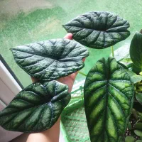 گل‌های آپارتمانی