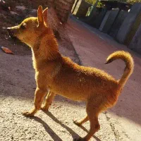 سگ پاکوتاه|سگ|گرگان, |دیوار