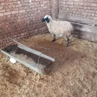 کاور محلی آبستن|لوازم جانبی حیوانات|زرند, |دیوار