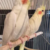 دو عدد عروس هلندی لوتینو زعفرونی و دوتا نر رنگی|پرنده|شاهین‌شهر, فیض|دیوار