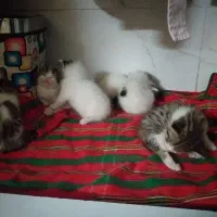 واگذاری بچه گربه