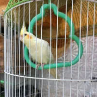 فروش ۴ عدد عروس هلندی نر بالغ|پرنده|بندر انزلی, تهران|دیوار