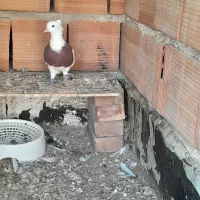 کبوتر گمشده است|پرنده|گنبد کاووس, |دیوار