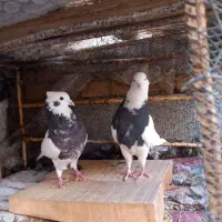 طوقی همه رنگ خاص|پرنده|شهرکرد, |دیوار