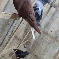 سرخ دم سفید نر مست.