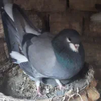 کبوتر بدرنگ|پرنده|مهاباد (اصفهان), |دیوار