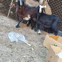 چپیش ماده دو عدد