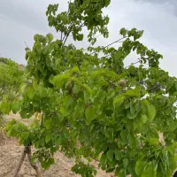 فروش باغ ۱۰۰۰ متری با موقعیت عالی