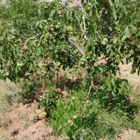 فروش نهال گردو