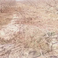 فروش چوب پسته 6500