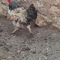 خروس محلی