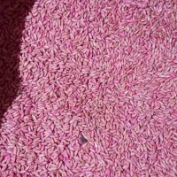 بذر کندم دیم اصلاح شده