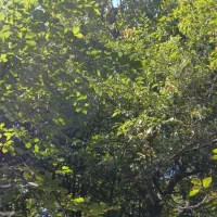 گردو چیدن یا گردو تکاندن