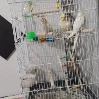 عروس هلندی حراج|پرنده|محمدیه-قزوین, |دیوار