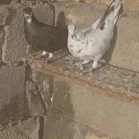 گرفتنی|پرنده|شوشتر, |دیوار