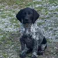 توله پوینتر اصیل