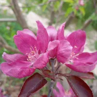 نازایی وناباروری