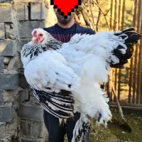 فروش مولدین برهما لایت|حیوانات مزرعه|سورک, |دیوار