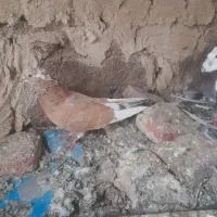 طوقی  اوچان اویناق