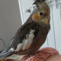 گمشده عروس هلندی|حیوانات|همدان, |دیوار