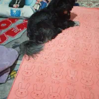 فروش|سگ|جاپلق, |دیوار