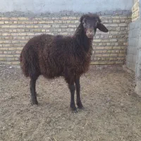 بره ماده افشاری