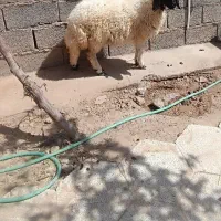 بره ماده سیاه گوش جنس سنجابی