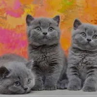 گربه بریتیش بلو